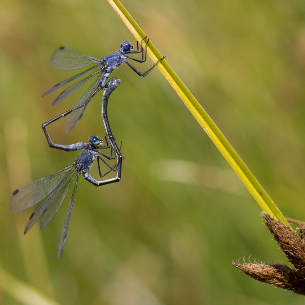 Lestes Macrostigma